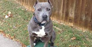 Pitbulls Red Nose Blue Pit Bulls American Pit Bull Terriers What On Earth Does All Of This Mean