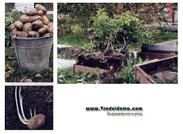 какой способ размножения используют при выращивании картофеля и лука Vyrashivanie Kartoshki V Yashikah Moj Opyt I Otzyvy Sajt O Sade Dache I Komnatnyh Rasteniyah