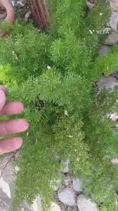 Image result for Asparagus krebsianus