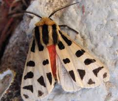 Big Black Bug With White Stripes Orange Bodied Moth White Wings With Large Black Spots Notarctia Proxima White Wings Curiosity Killed The Cat Moth