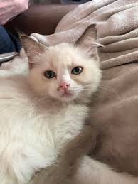 Hi everyone. My Bella has been sneezing and has a runny none