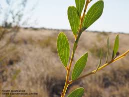 Image result for Dictyophleba