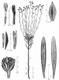 Image result for Anisopappus paucidentatus