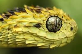 Atheris Hispida Beautiful Snakes Snake Viper Snake