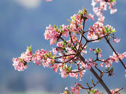 Image result for Kolkwitzia amabilis