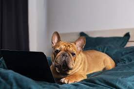 6:18 bullytraum 341 792 просмотра. 3 Susse Welpen Suchen Ein Neues Zuhause Franzosische Bulldogge Welpen Anzeigen Franzoesischebulldogge De