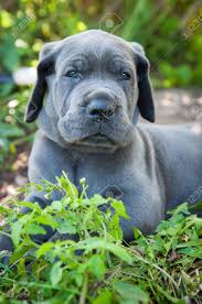 Beautiful Gray Great Dane Dog Puppy Portrait With Blue Eyes Stock Photo Picture And Royalty Free Image Image 92177768