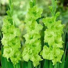 Gladiolas Bulb Flowers Gladiolus Flower Lily Seeds