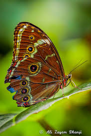 Morpho Peleides Mariposas Fotos