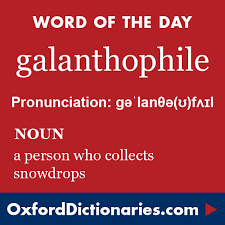 Galanthophile Definition Of Galanthophile In English From The Oxford Dictionary Weird Words Words Unusual Words