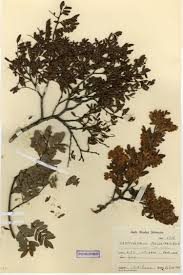 Image result for Cryptosepalum exfoliatum