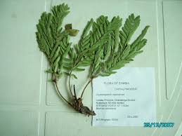 Image result for Cryptosepalum maraviense