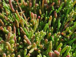 Image result for Sarcocornia