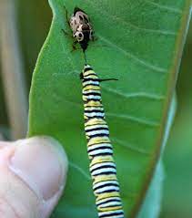 They have vital amounts of iron and calcium and are low in carbohydrates. Anchor Stink Bug Eats Monarch Caterpillar What S That Bug
