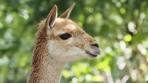 Artis Zoo June 2025 - YouTube