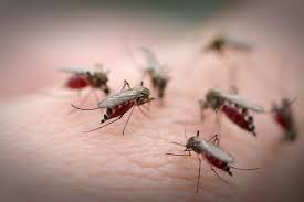 Wie verhindert man mücken im schlafzimmer bzw. Was Hilft Gegen Mucken Wwf Blog