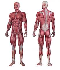 Being the biggest muscle in the body, your glutes are responsible for a lot of the movements we complete each day. Muscular Dystrophy Symptoms Treatment Types And Causes