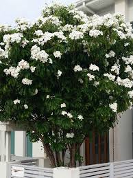 Plumeria Pudica Bridal Bouquet World Of Flowering Plants Plumeria Pudica Planting Flowers Plumeria Flowers