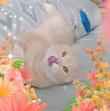 115 w front st, missoula (mt), 59802, united states. Bubba Hotel Bubble Seitenverzeichnis