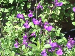 Image result for Halopegia azurea