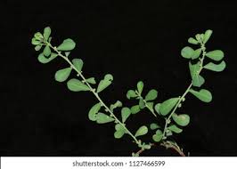 Image result for Phyllanthus maderaspatensis