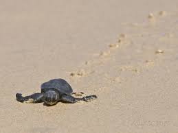 Image result for galapagos islands sea turtles
