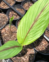 It also comes with many it is a spice that comes from the turmeric plant. Organic Certified Blue Turmeric Plant With Leaves Cut At 24 Tall Curcuma Aerogunosia Free Shipping Usa Florida Grown Rare Non Gmo No Chemicals Perfect For Garden Or In Pots