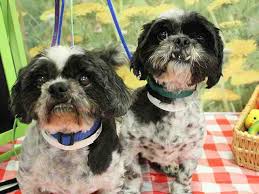 Adopt a pet from the aspca. See Some Of The Pets Available To Adopt For Free This Weekend