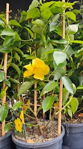 Image result for mandevilla obrázek