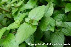 Image result for Nelsonia canescens