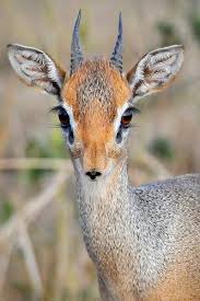 Oops Dik Dik Animals Animals Beautiful