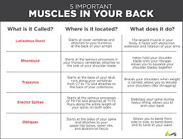 It is the most superficial of all the back muscles. Torn Pulled Strained Back Muscles What You Didn T Know