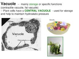 Metazoans like hydra and sponges possess the vacuoles of plant cells are larger than those found in animal cells. Chapter 4 Cell Structure And Function Ppt Download