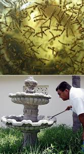 With that in mind, if you do want to add a pond, waterfall or a fountain to your landscape, you'll want to learn how to add a water feature without attracting mosquitoes. How To Stop Mosquitoes From Breeding In My Fountain Mosquito Breeding Fountain Dream Garden
