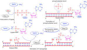 Dna ligase 4 provided by hgnc. Recent Advances In The Targeting Of Human Dna Ligase I As A Potential New Strategy For Cancer Treatment Sciencedirect