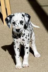 The name dalmatian derives from 'dalmatia', the likely region of origination. Dalmatian Puppies For Sale Idaho Petfinder