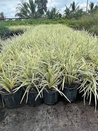 Image result for Chlorophytum pubiflorum