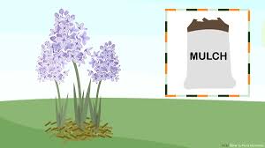 Open a door chain lock or bar latch from the outside. 4 Ways To Plant Hyacinths Wikihow