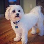 Teddy Bear Puppies for Sale - Shichon Puppies | Greenfield ...