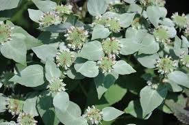 Check spelling or type a new query. Pycnanthemum Muticum Blunt Mountain Mint Mountain Mint Short Toothed Mountain Mint North Carolina Extension Gardener Plant Toolbox