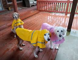 (fre > selma ca) pic. Adopted Golden Retriever Celebrates Landmark 20th Birthday And We Re All Celebrating The Dog People By Rover Com
