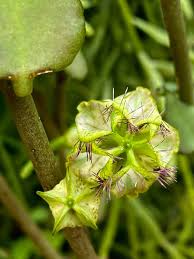 Image result for Ceropegia schultzei