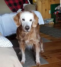 Golden jack retrievers could easily be mistaken for stuffed animals. Meet August The World S Oldest Golden Retriever At 20 Years Old