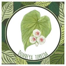 Image result for Dombeya torrida
