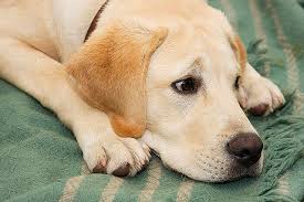 Check spelling or type a new query. Golden Labrador Golden Retriever X Lab Info Temperament Puppies Pictures