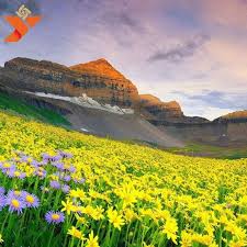 Check spelling or type a new query. Valley Of Flower And Hemkund In Uttarakhand Yatradham