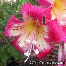 We did not find results for: Toptropicals Com Chorisia Ceiba Speciosa