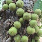 Image result for Ficus sansibarica