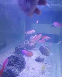 Www Darkdeepsea Com Whatsapp 05075949096 Info Darkdeepsea Com Darkdeepsea Resif Tuzlusu Izmir Akvaryum Soft Corals Reef Aquarium Salt Water Fish