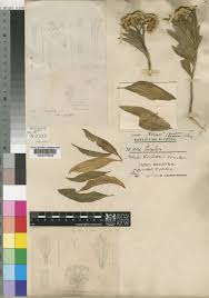 Image result for Psiadia punctulata